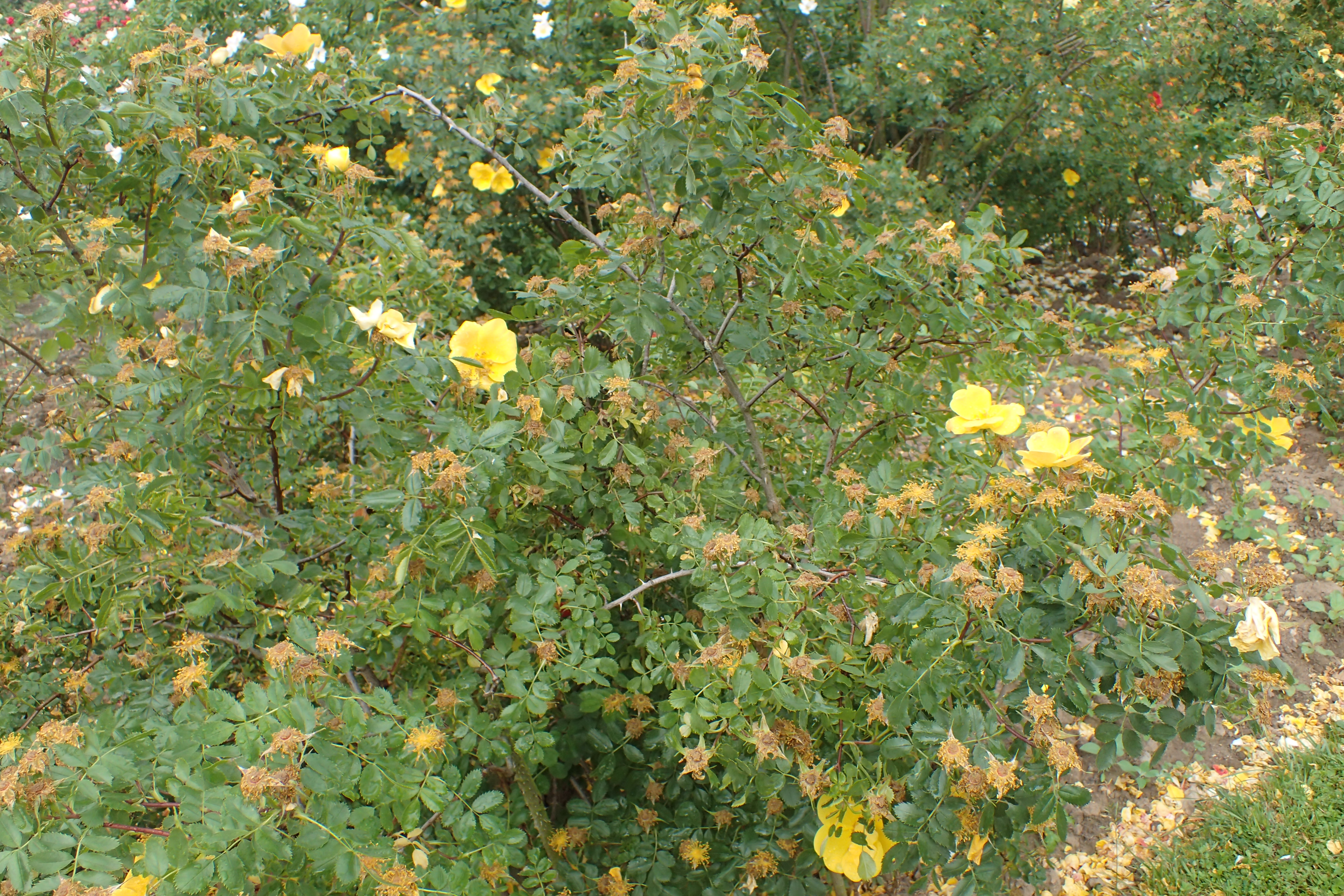 Куст Rosa foetida Persian Yellow