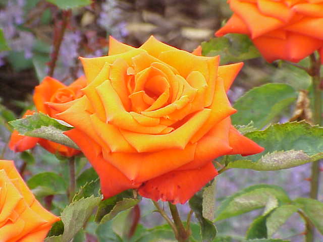 File:Rosa sp.230.jpg