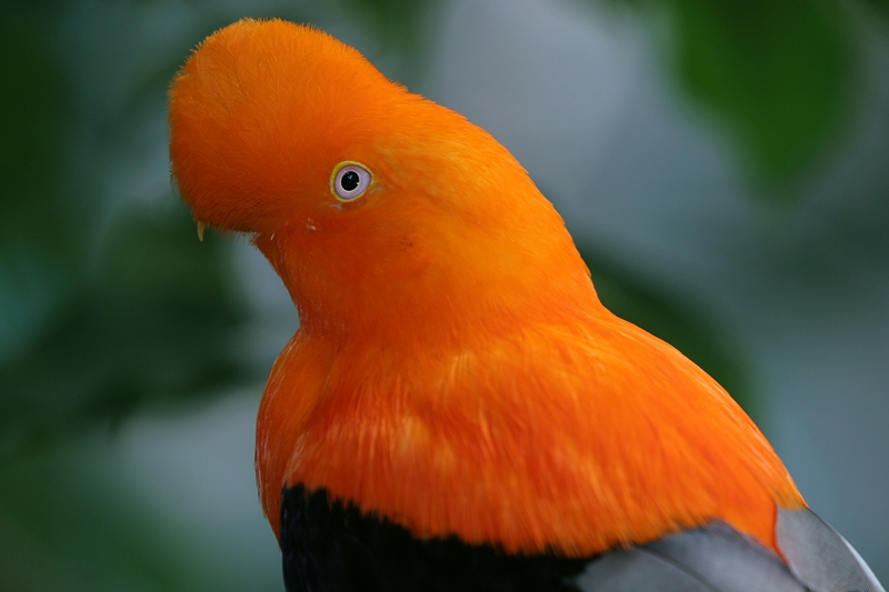 File:Rupicola peruviana (male) -upper body -San Diego Zoo-8.jpg