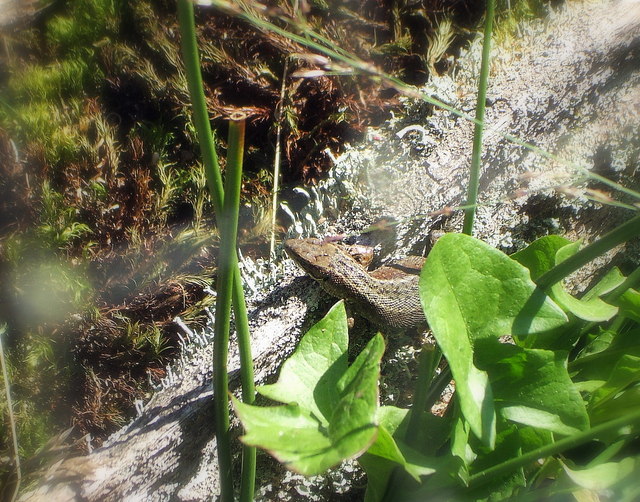 Sand Lizard in the Reptile Centre, New Forest - geograph.org.uk - 654207