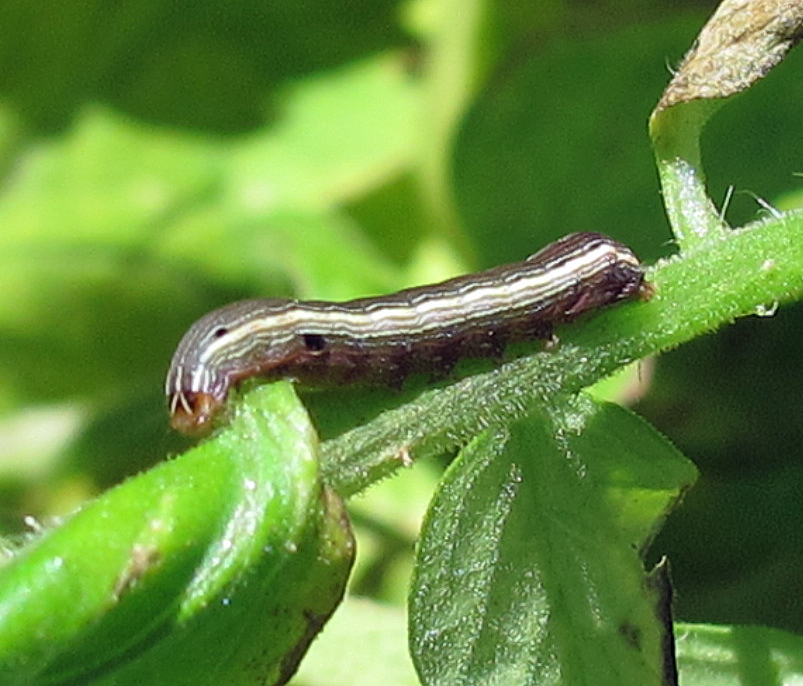 Spodoptera ornithogalli