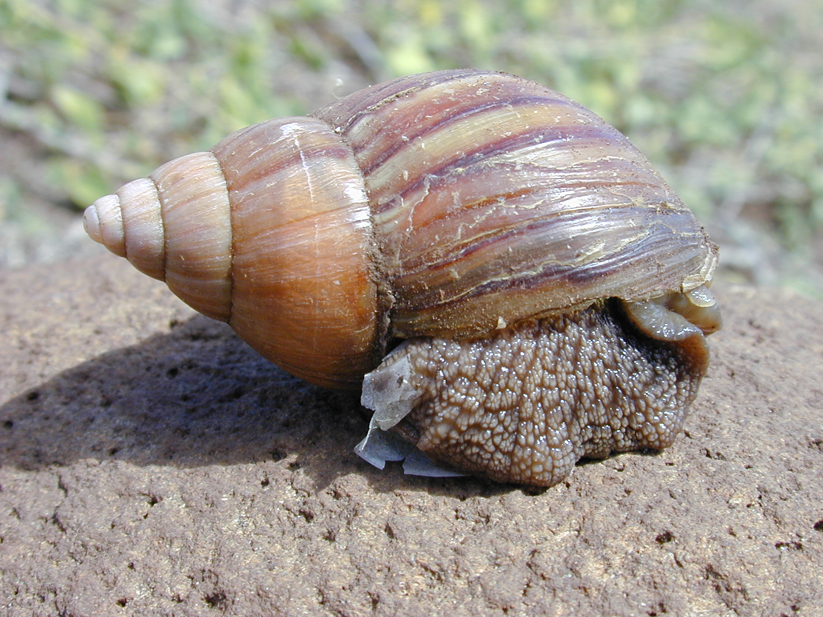 Купить улитку живую. Giant African Land Snail. Achatina Fulica. Африканская улитка ахатина. Ахатина гигантская.