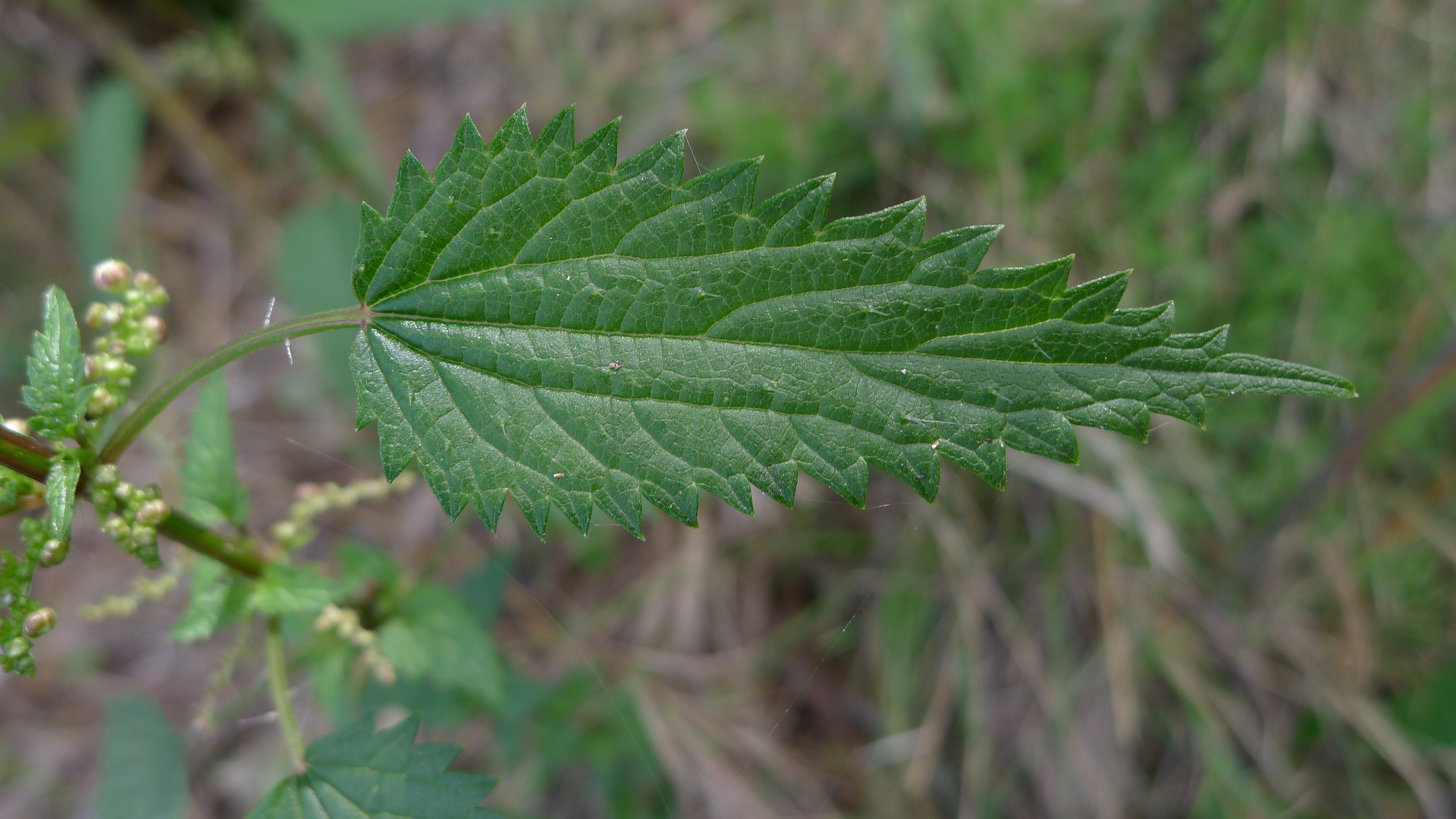 Крапива шариконосная (Urtica pilulifera). Ареал крапивы двудомной. Крапива двудомная гербарий. Urtica galeopsifolia wierzb. Ex Opiz..