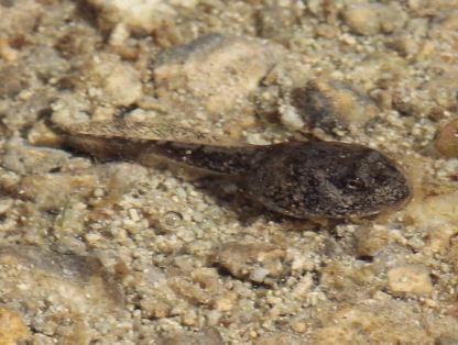 File:USGS Oak Toad tadpole.JPG - Wikipedia