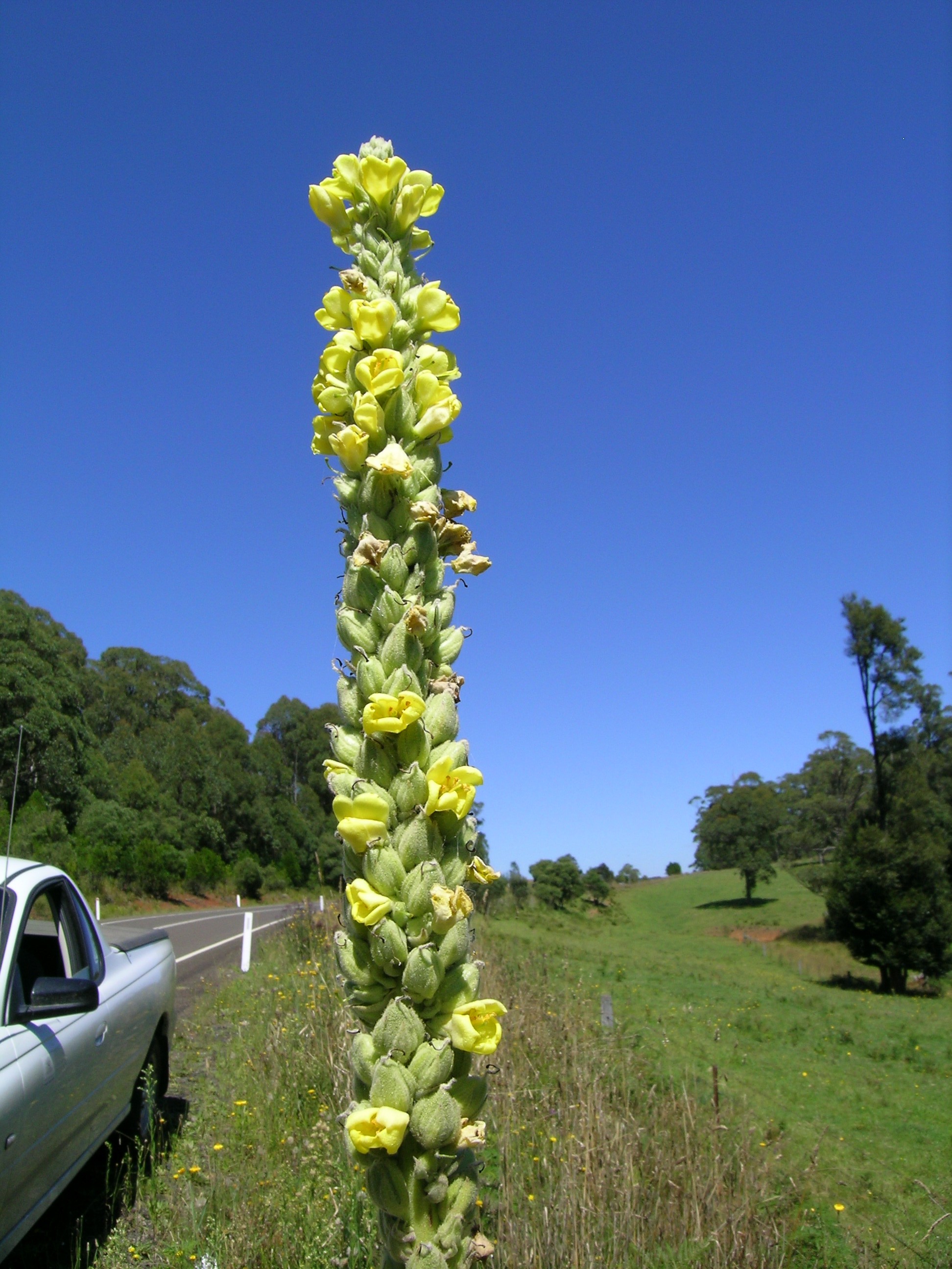 Verbascum Thapsus