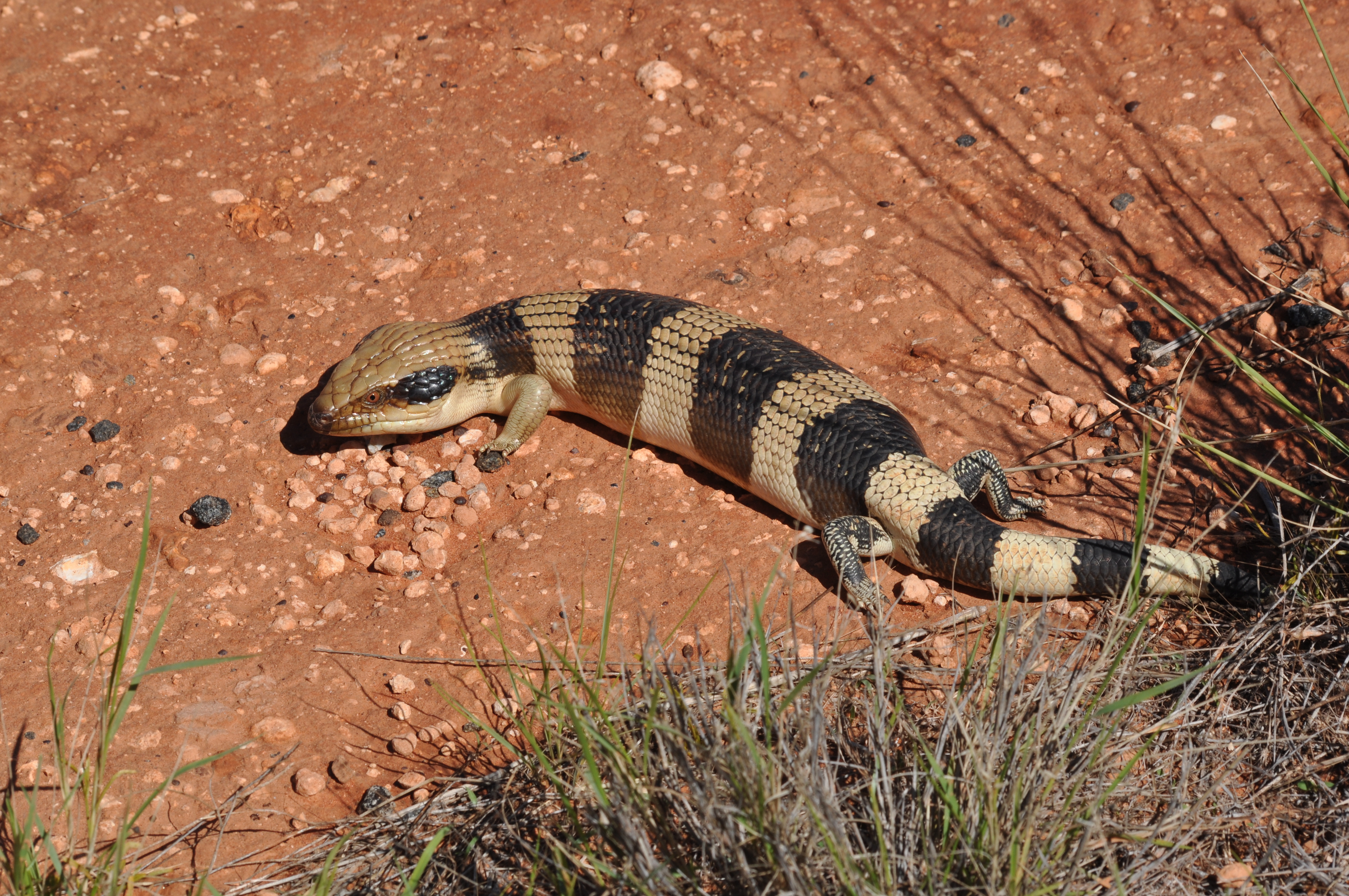 Western Blue Tongued Lizard Wikiwand