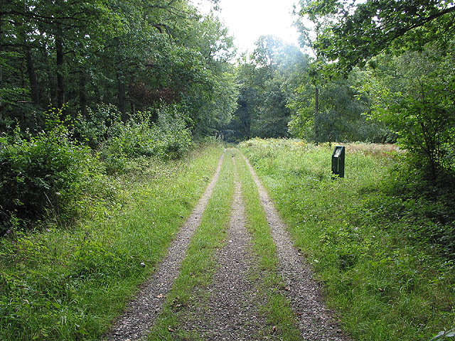 Woodland Trail in Haugh Wood - geograph.org.uk - 537845