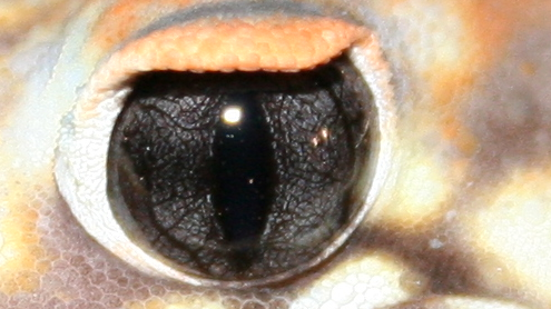 File:Wow-eye.png