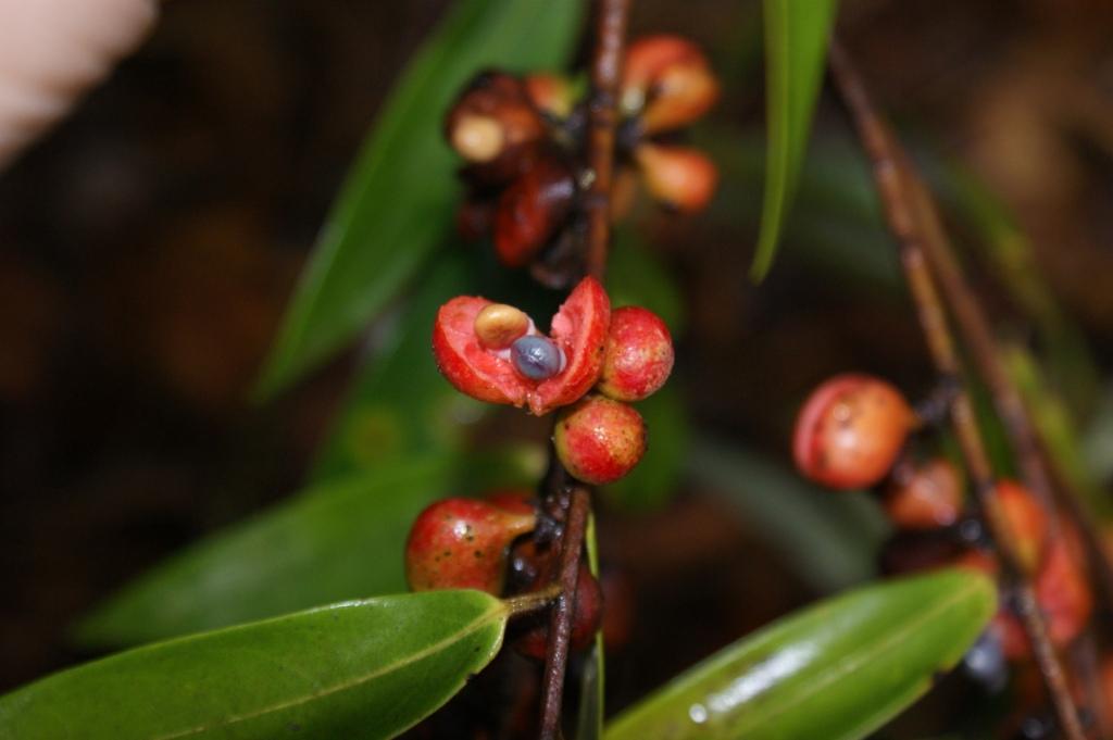 Xylopia sericea - Wikipedia