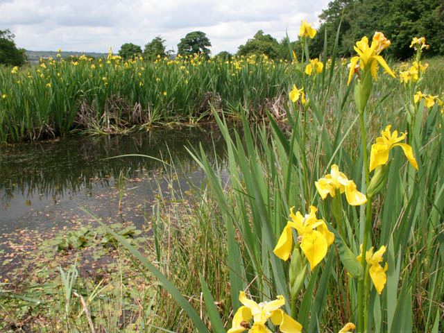 File:Yellow Iris, (Iris pseudacorus) - geograph.org.uk - 879791.jpg
