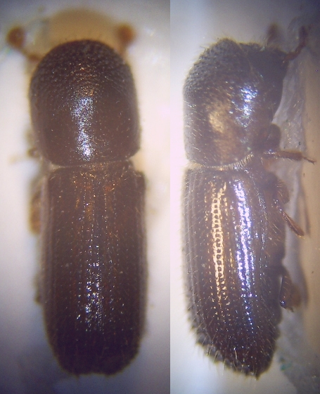 File:0 Xyleborus dryographus Weibchen 40fach von oben und rechts.jpg