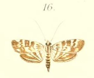 <i>Tabidia</i> Genus of moths