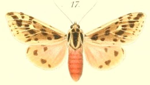 File:17-Spilosoma turbida Butler.jpg