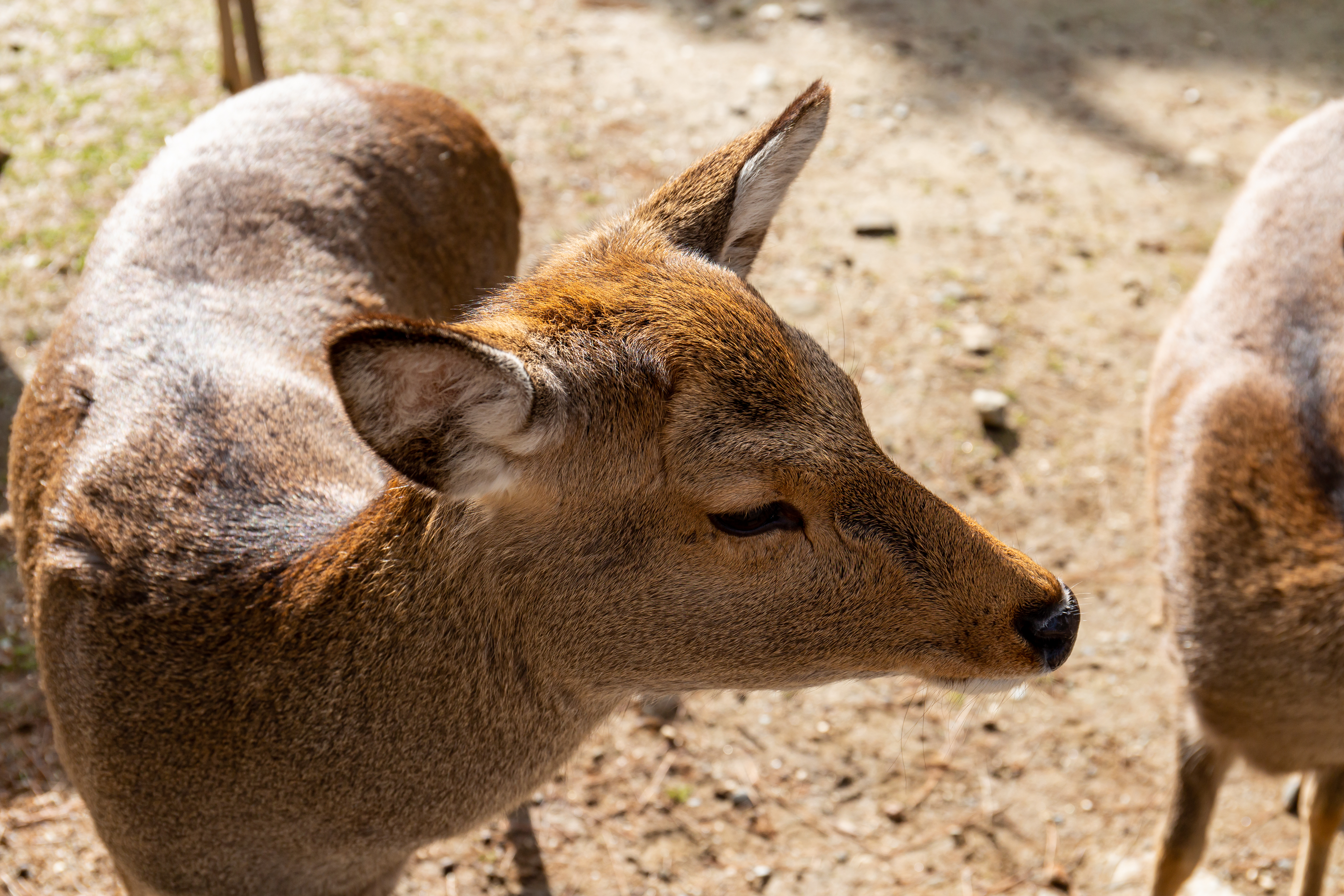 20190121 Nara deer-5.jpg. w:en:public domain. 