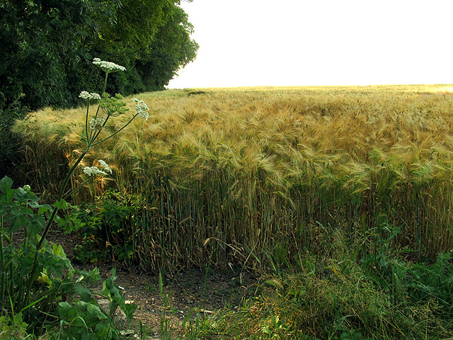 File:A barley corner on the Ridgeway at Ashbury Folly - geograph.org.uk - 25996.jpg