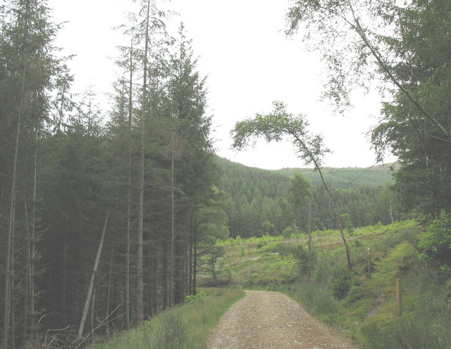 File:A bend in the forest road - geograph.org.uk - 501786.jpg