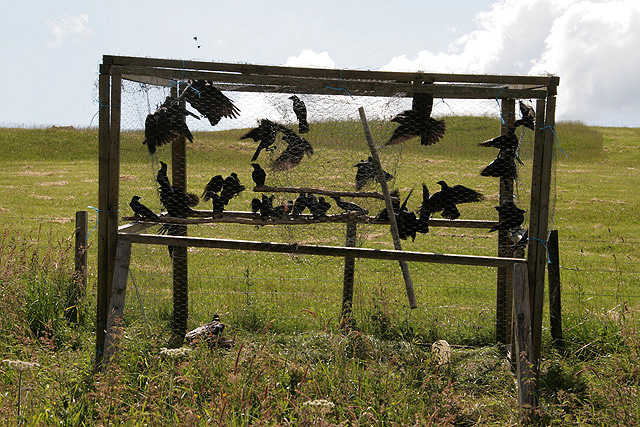 File:A crow trap at Whitchesters Farm - geograph.org.uk - 2509451.jpg -  Wikipedia