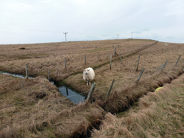 File:A ewe in a strip field near Eòropaidh - geograph.org.uk - 3454549.jpg