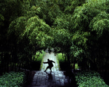 Description de l'image A monk practicing kung fu in the bamboo forest inside the Shaolin Temple.jpg.