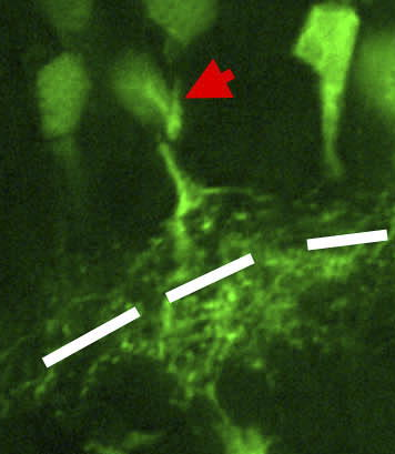 Célula retinal do anfibio Xenopus con marcaxe para cdk2/ciclina2 cunha frecha vermella indicando unha célula amácrina. A capa plexiforme interna da retina móstrase en branco.