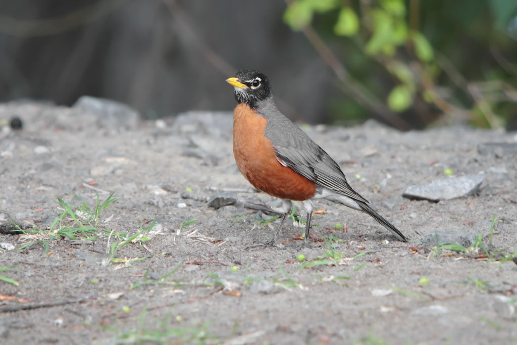 American Robin  Ohio Department of Natural Resources