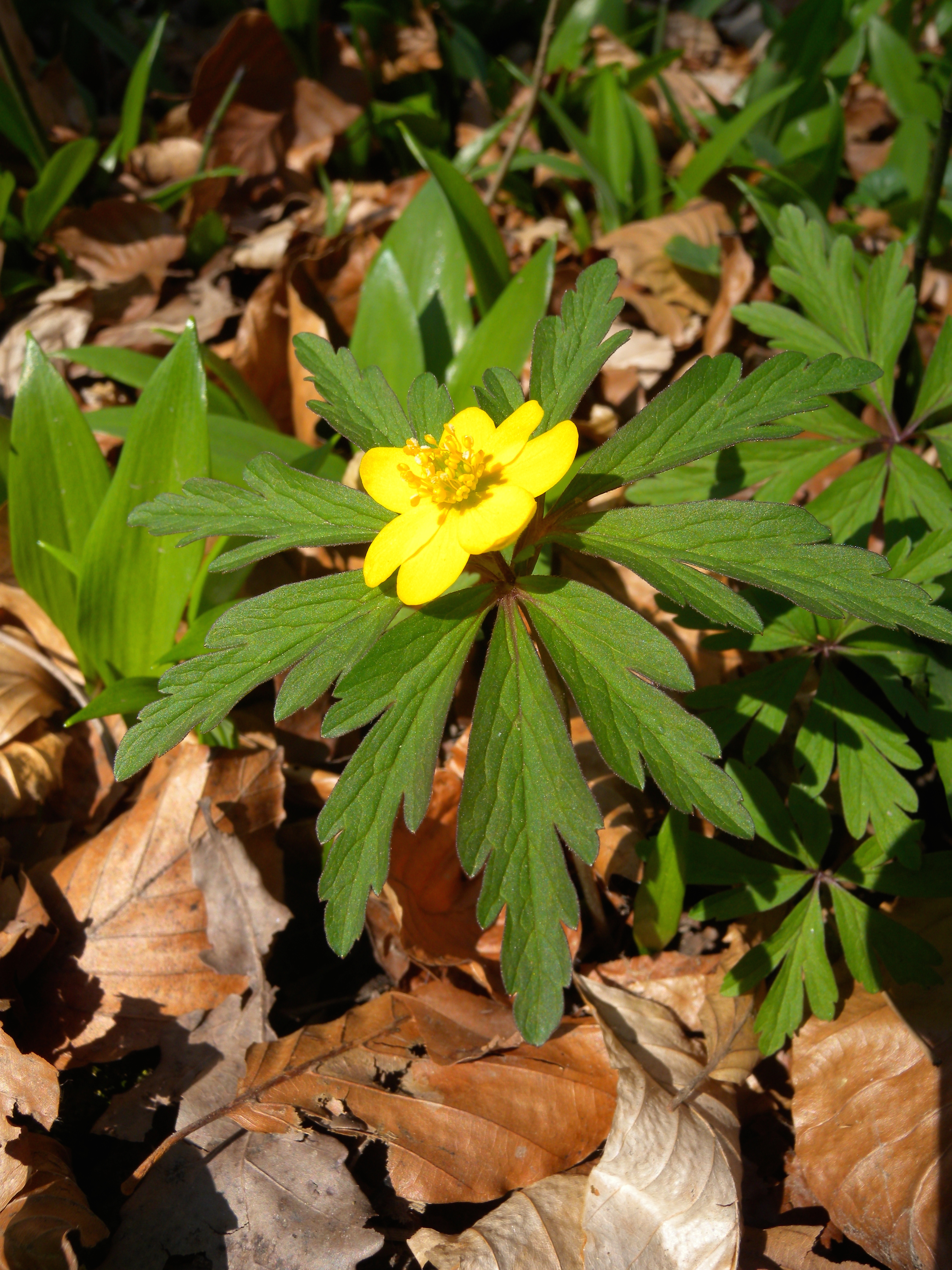 Анемона ranunculoides Pleniflora.