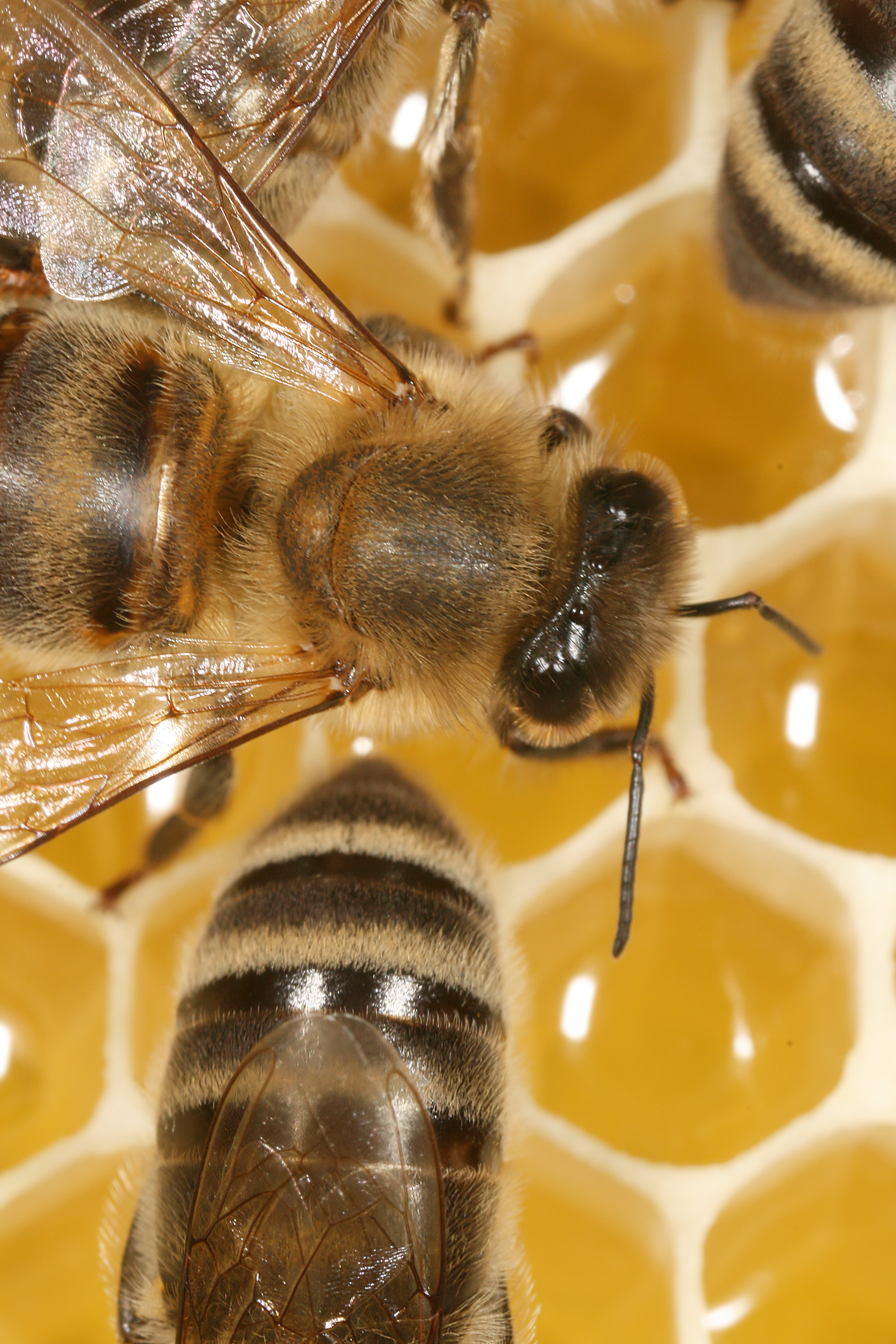 Apis mellifera - Wikipedia