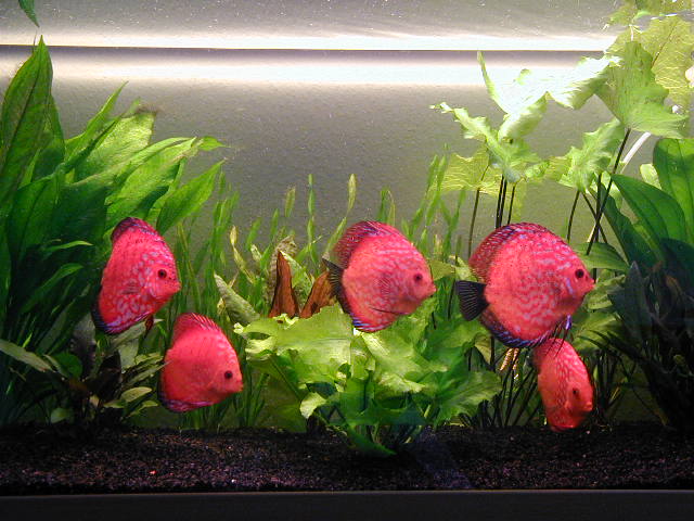 Chauffage aquarium – Mes petits poissons