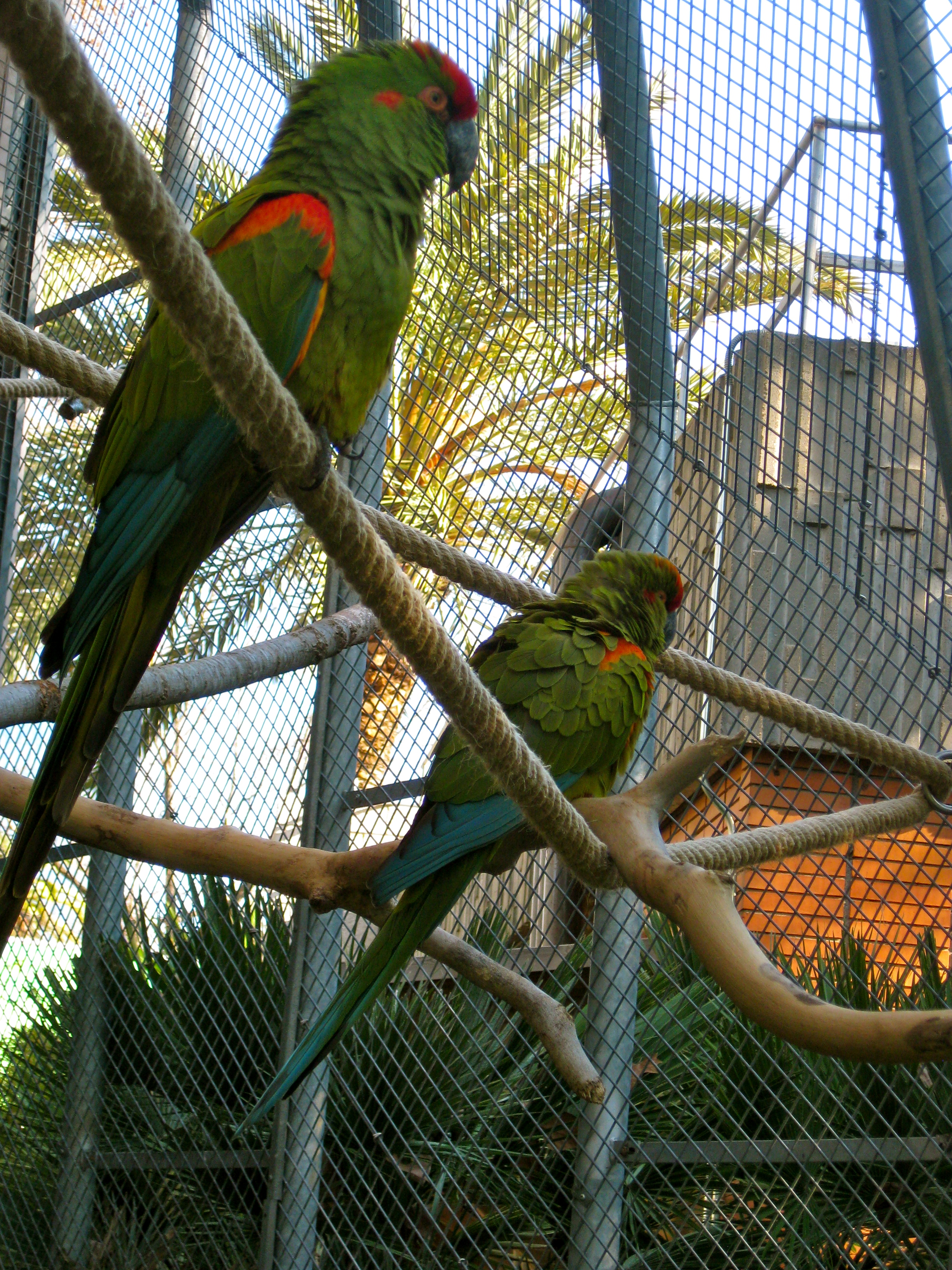 File:Ara rubrogenys -Barcelona Barcelona, Catalonia, - Commons