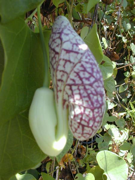 File:Aristolochia.littoralis1web.jpg