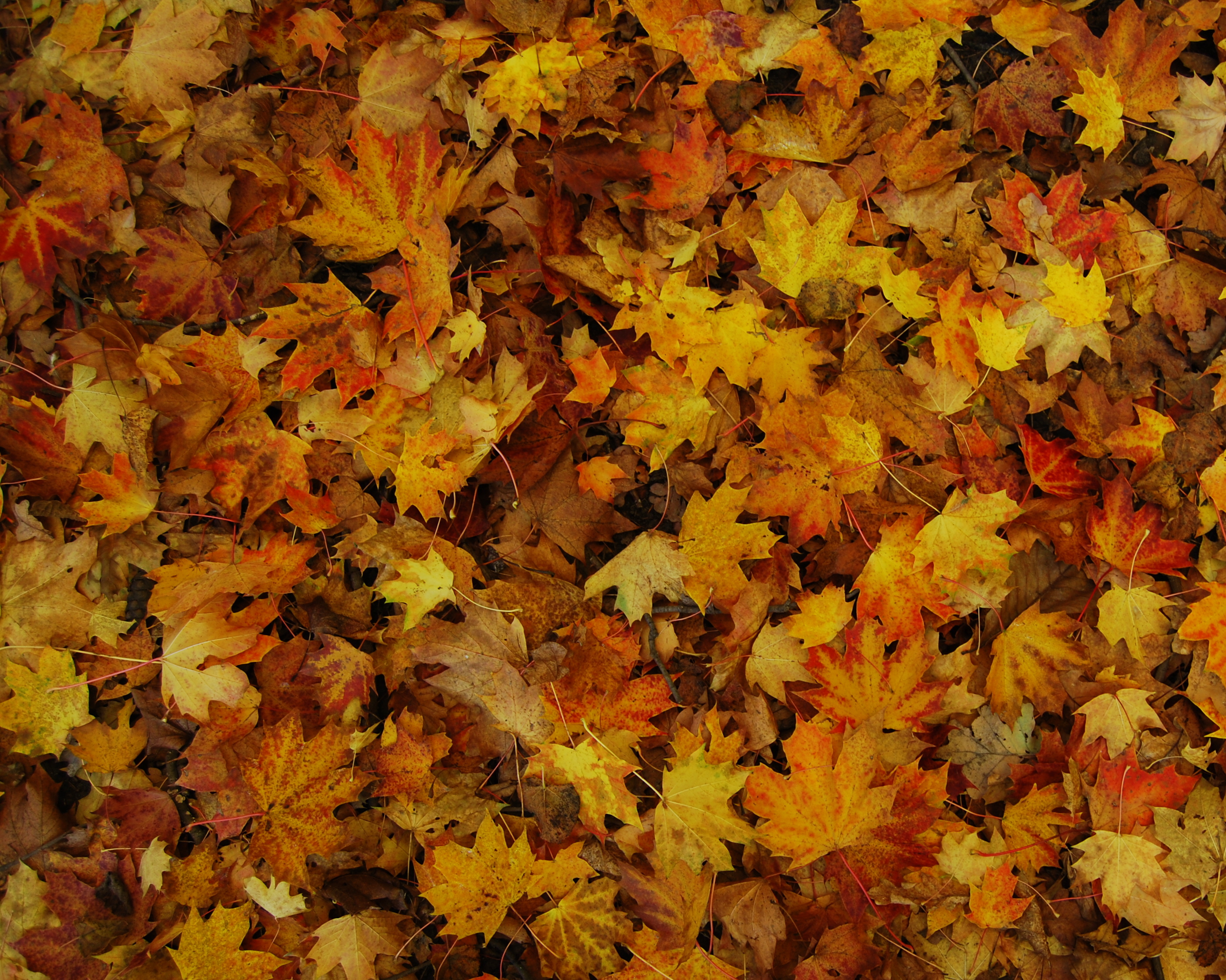 file-autumn-leaves-coloured-jpg-wikimedia-commons