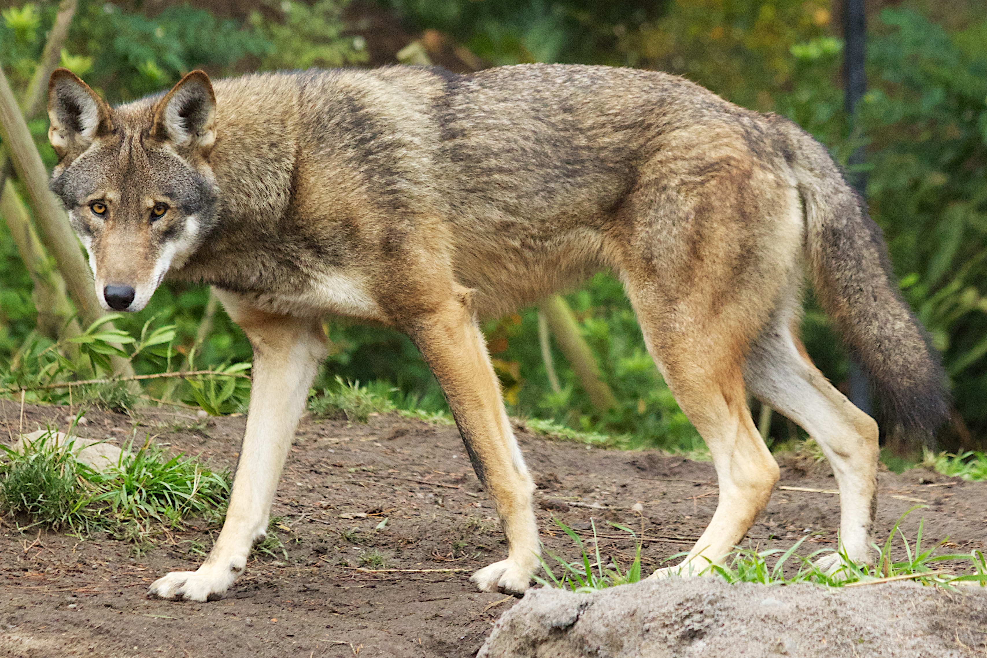 Тип волка. Берингийский волк. Гибрид Динго и волка. Canis Rufus. Флоридский рыжий волк.