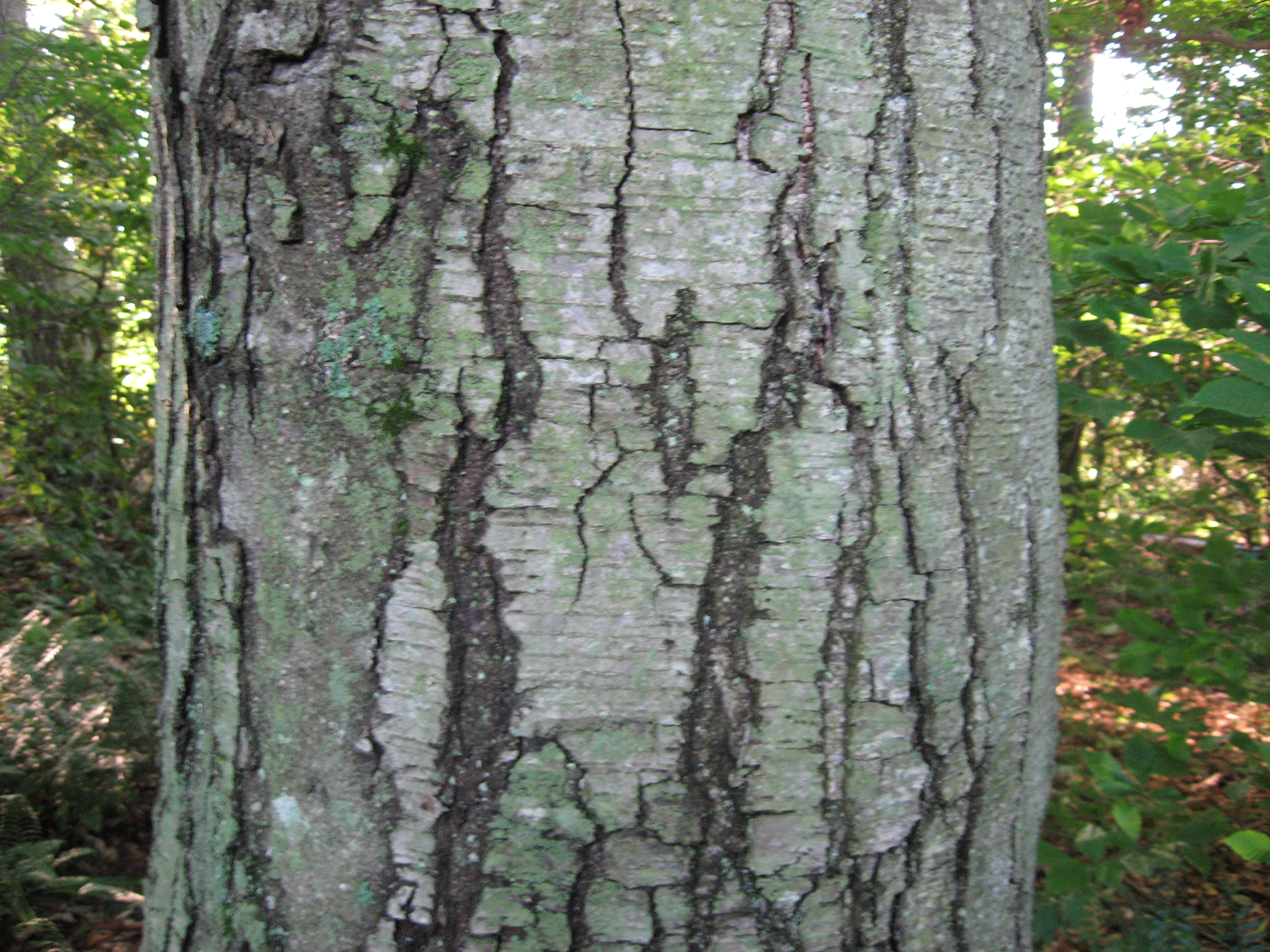 Береза лиственная порода. Береза Шмидта Betula schmidtii. Betula alleghaniensis. Betula medwediewii 'Gold Bark'. Береза с желтоватой корой.
