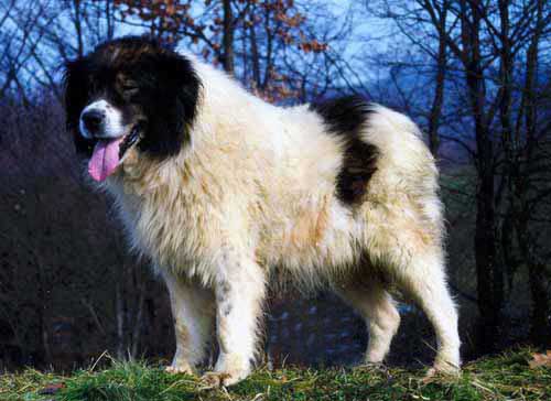 bucovina shepherd dogshedding a lot