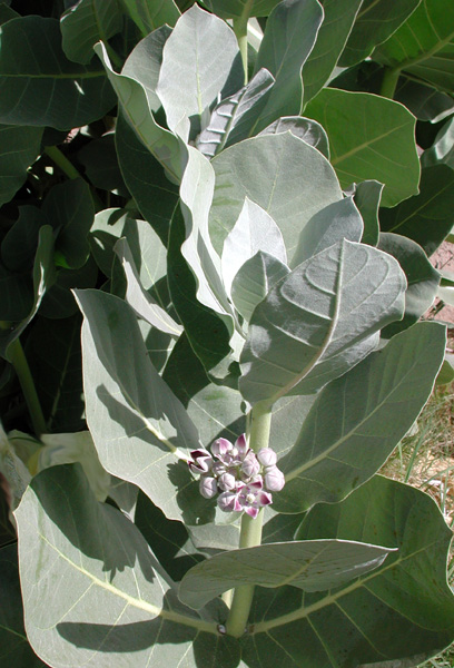 File:Calotropis procera phoenix.jpg