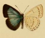 <i>Candalides neurapacuna</i> Species of butterfly