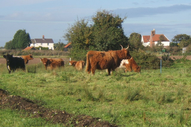 File:Cattle with Creeting Hall beyond - geograph.org.uk - 995083.jpg