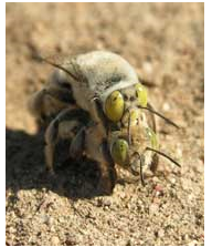 File:Centris pallida mating.PNG