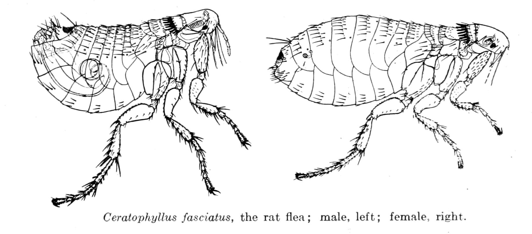 Nosopsyllus fasciatus - Wikipedia