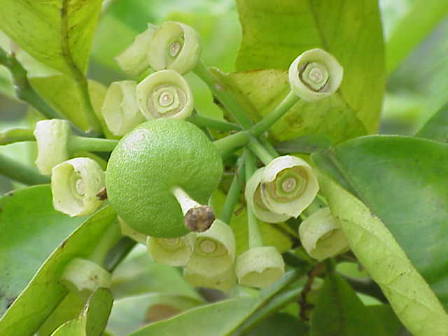 File:Citrus maxima2.jpg