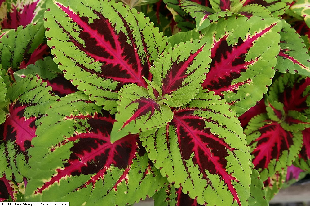 File Coleus Color Pride 1zz Jpg Wikimedia Commons