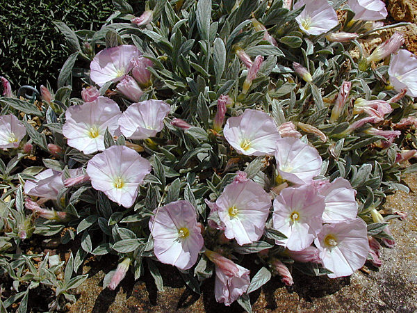 File:Convolvulus boissieri.jpg