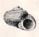 <i>Cyclostrema eupoietum</i> Species of gastropod