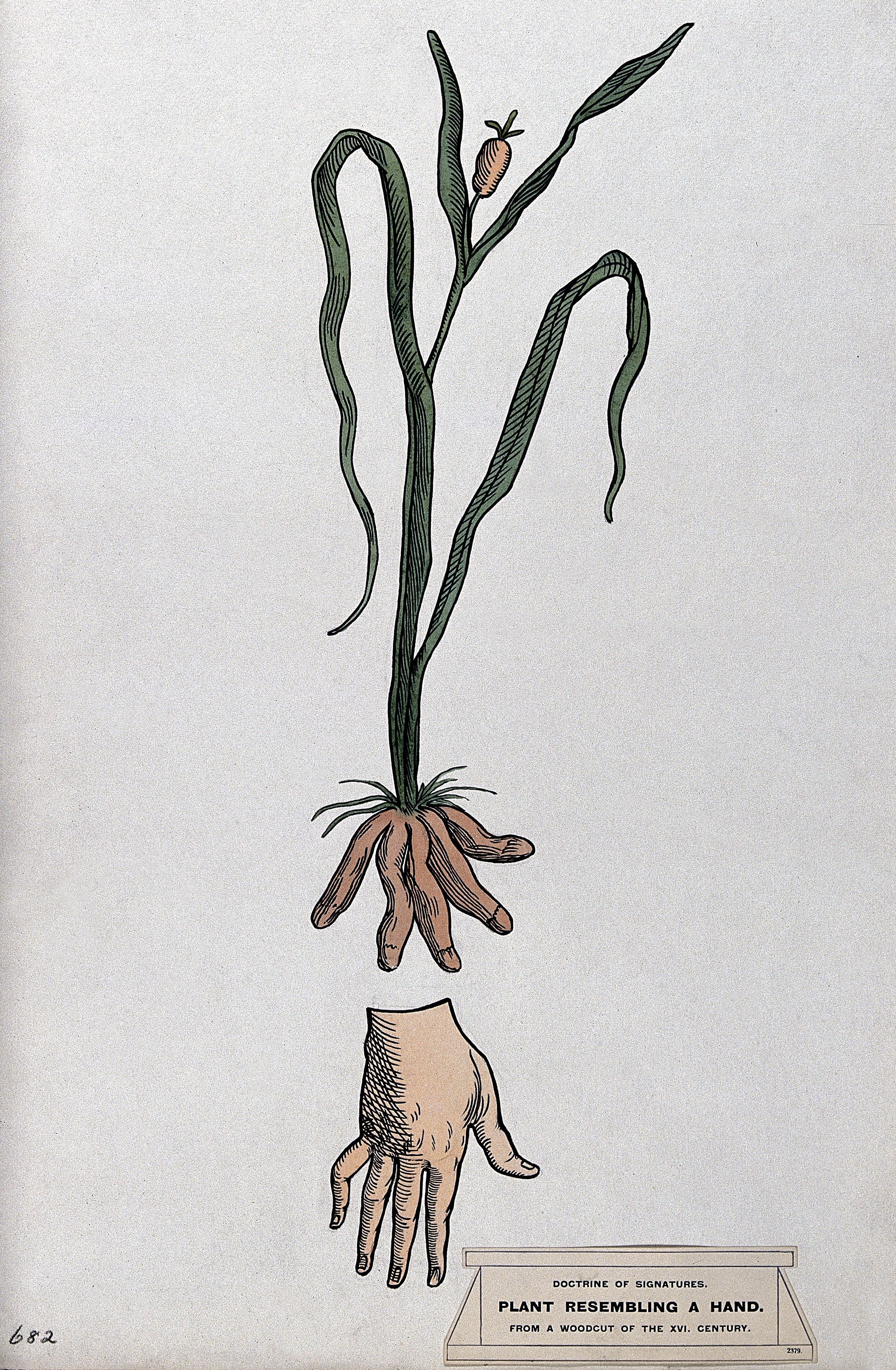 a plant with roots resembling the human hand, above, and a truncated hand, below. Coloured ink drawing