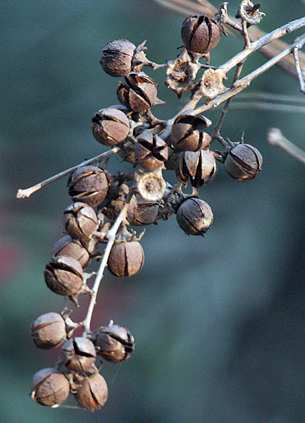 File:Dried Fruits I IMG 1380.jpg