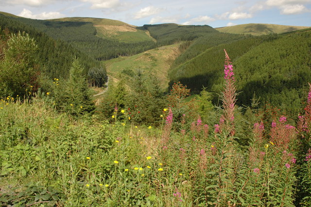 Dyfi Forest - geograph.org.uk - 1453586