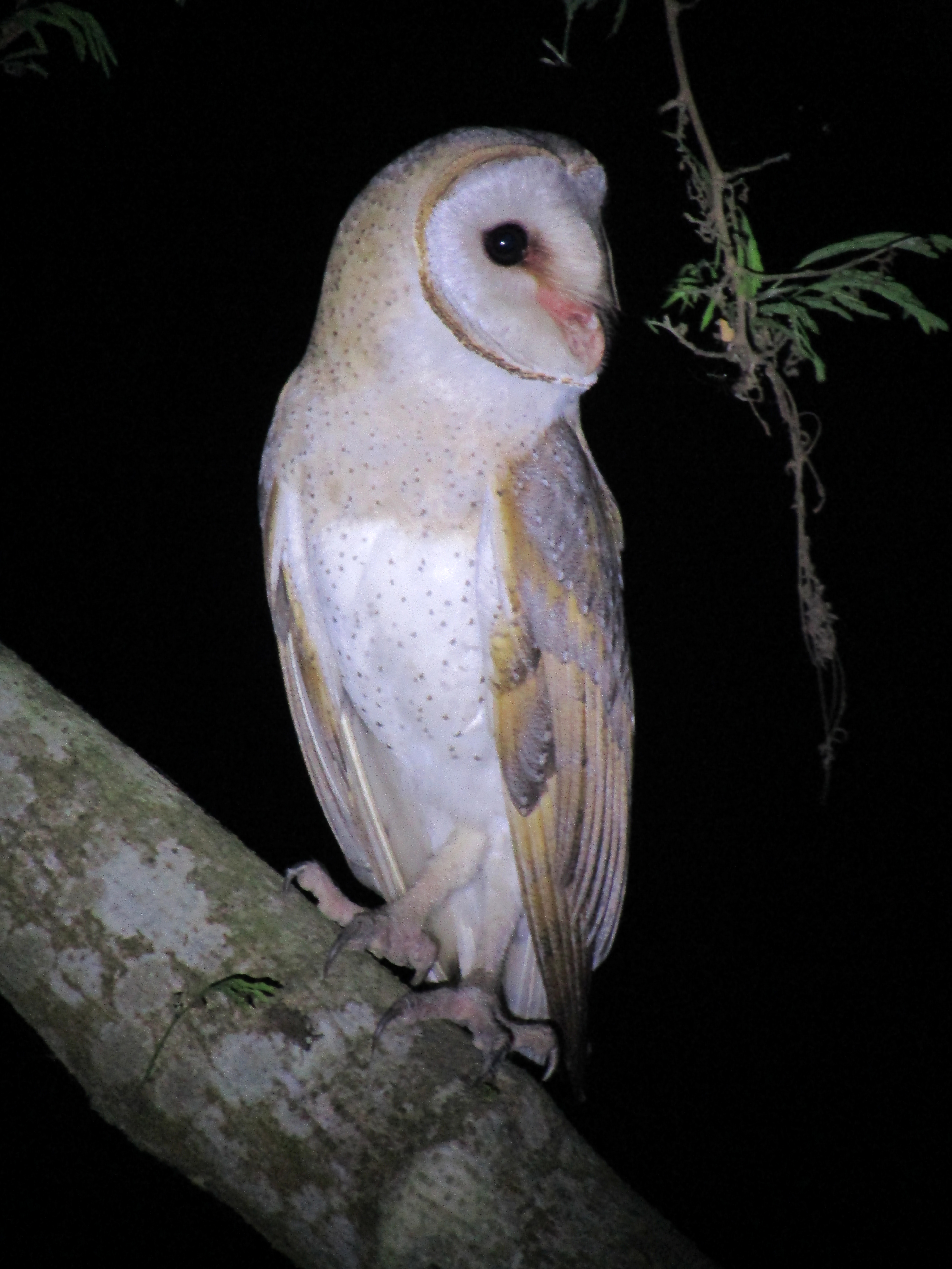 File Eastern Barn Owl Tyto Javanica Sitting On A Tree Jpg