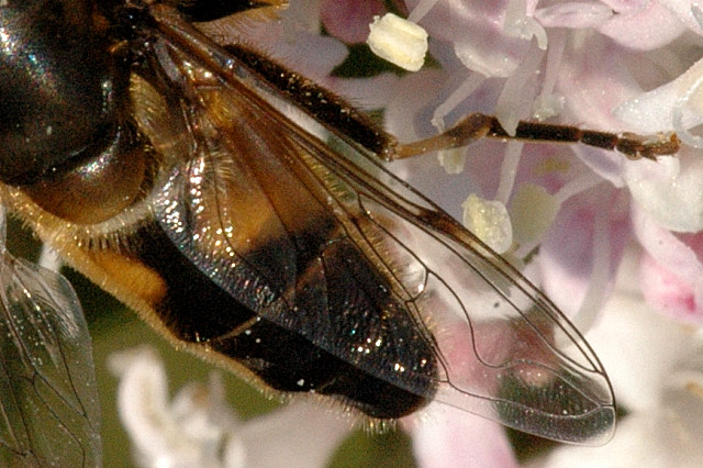 File:Eristalis.pertinax.wing.detail.jpg