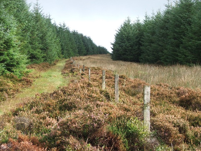 File:Firebreak in Kintyre Forestry. - geograph.org.uk - 256481.jpg