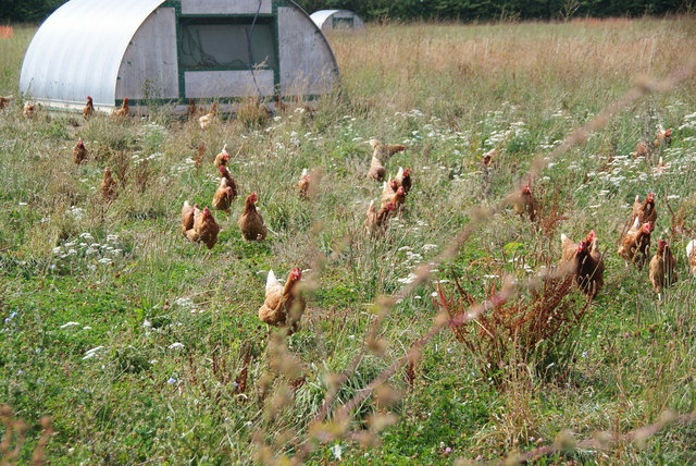 File:Free range chickens at Maple Farm - geograph.org.uk - 1590781.jpg